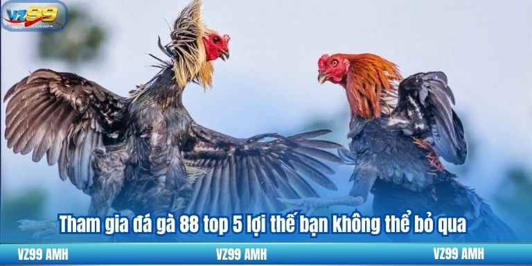 Đá Gà 88 – Nơi Trải Nghiệm Những Trận Đấu Đỉnh Cao Kịch Tính 7 tham gia đá gà 88 top 5 lợi thế bạn không thể bỏ qua