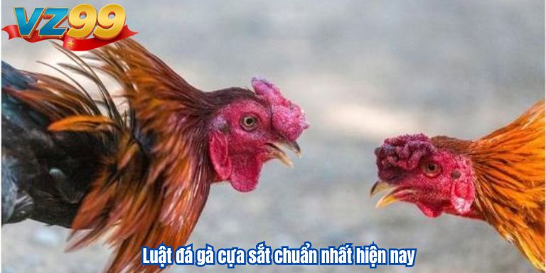 Đá Gà Cựa Sắt – Bí Kíp Săn Thưởng Khủng Tại VZ99 2 Luật đá gà cựa sắt chuẩn nhất hiện nay